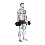 Animated demonstration of the dumbbell standing reverse curl
