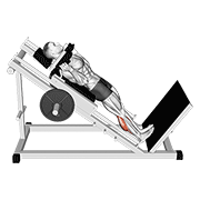 Animated demonstration of the hack calf raise