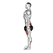 Animated demonstration of the dumbbell squat