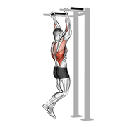 Animated demonstration of the reverse grip pull-up