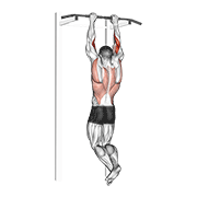 Animated demonstration of the biceps pull-up