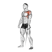 Animated demonstration of the cable forward raise