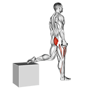 Animated demonstration of the band single leg split squat